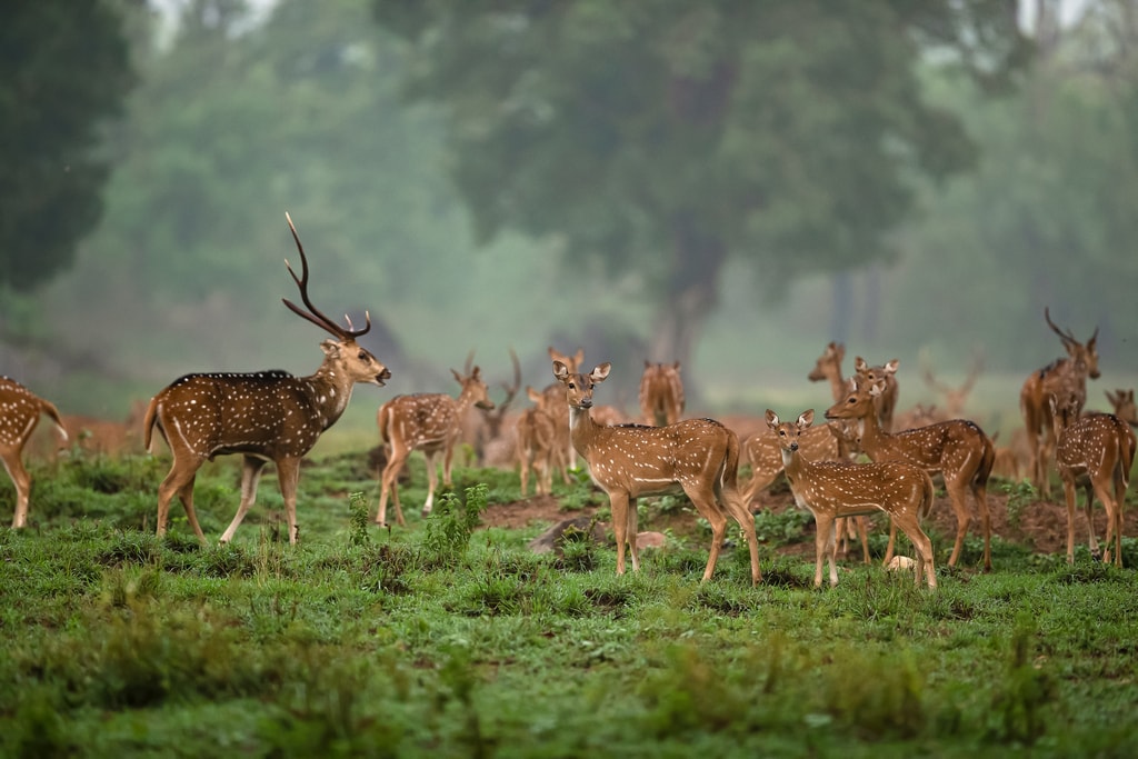 টাইগার